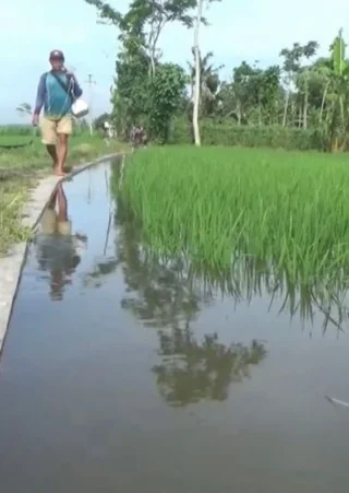Banjir Mengancam Gagal Panen di Lumajang
