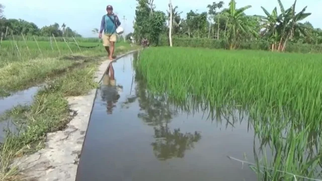 Banjir Mengancam Gagal Panen di Lumajang