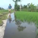 Banjir Mengancam Gagal Panen di Lumajang