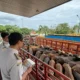 Barantin Perketat Karantina Hewan Kurban Jelang Iduladha