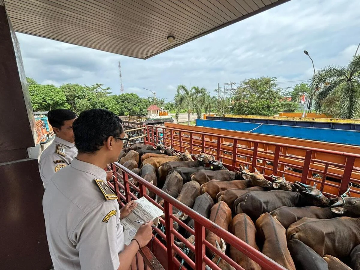 Barantin Perketat Karantina Hewan Kurban Jelang Iduladha