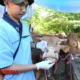 DKPPP Jember Intensifkan Pemeriksaan Hewan Kurban Jelang Iduladha