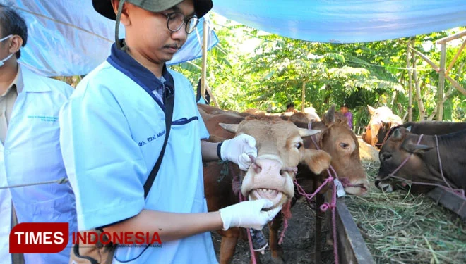 DKPPP Jember Intensifkan Pemeriksaan Hewan Kurban Jelang Iduladha