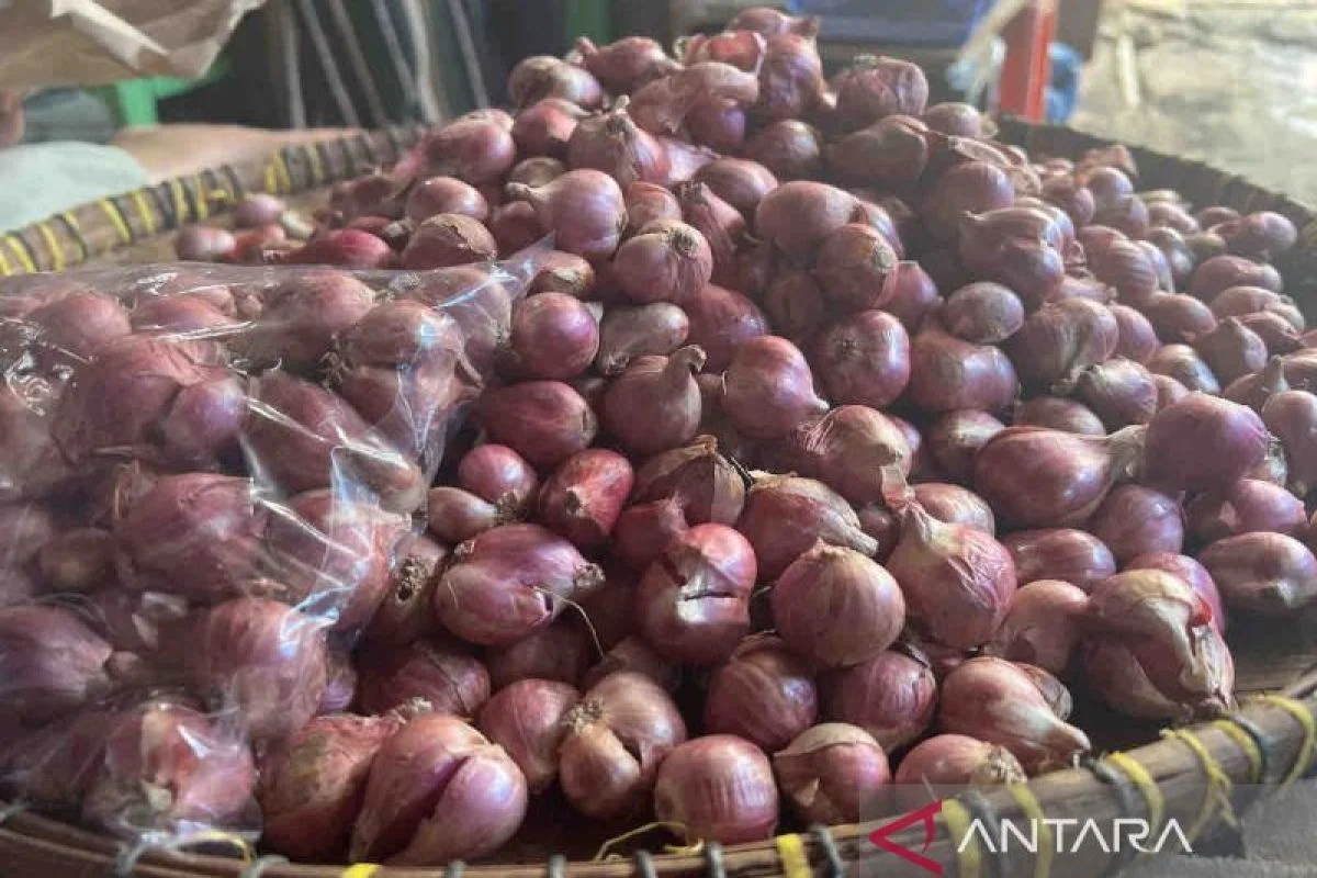 Harga Bawang Merah Naik, Lampaui Harga Acuan Penjualan