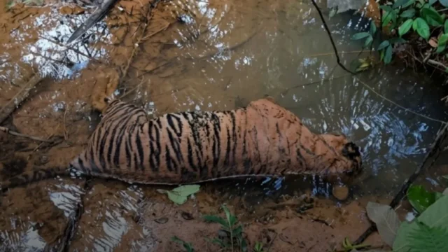 Seekor Harimau Sumatra ditemukan mati di aliran anak sungai Desa Bukit Makmur