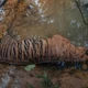 Seekor Harimau Sumatra ditemukan mati di aliran anak sungai Desa Bukit Makmur