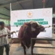 Pedagang Hewan Kurban di Tangerang Bangga Dagangannya Dibeli Presiden Prabowo
