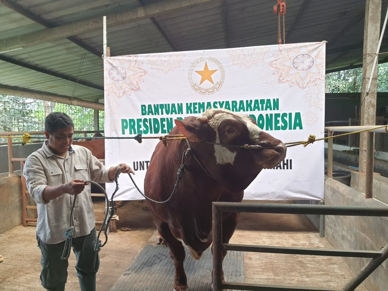 Pedagang Hewan Kurban di Tangerang Bangga Dagangannya Dibeli Presiden Prabowo