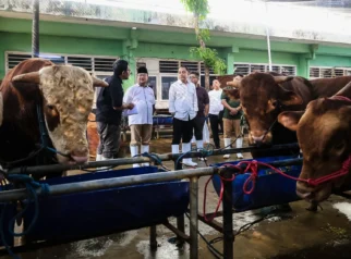 Pemerintah Pastikan Sapi Kurban Presiden Berkualitas Premium