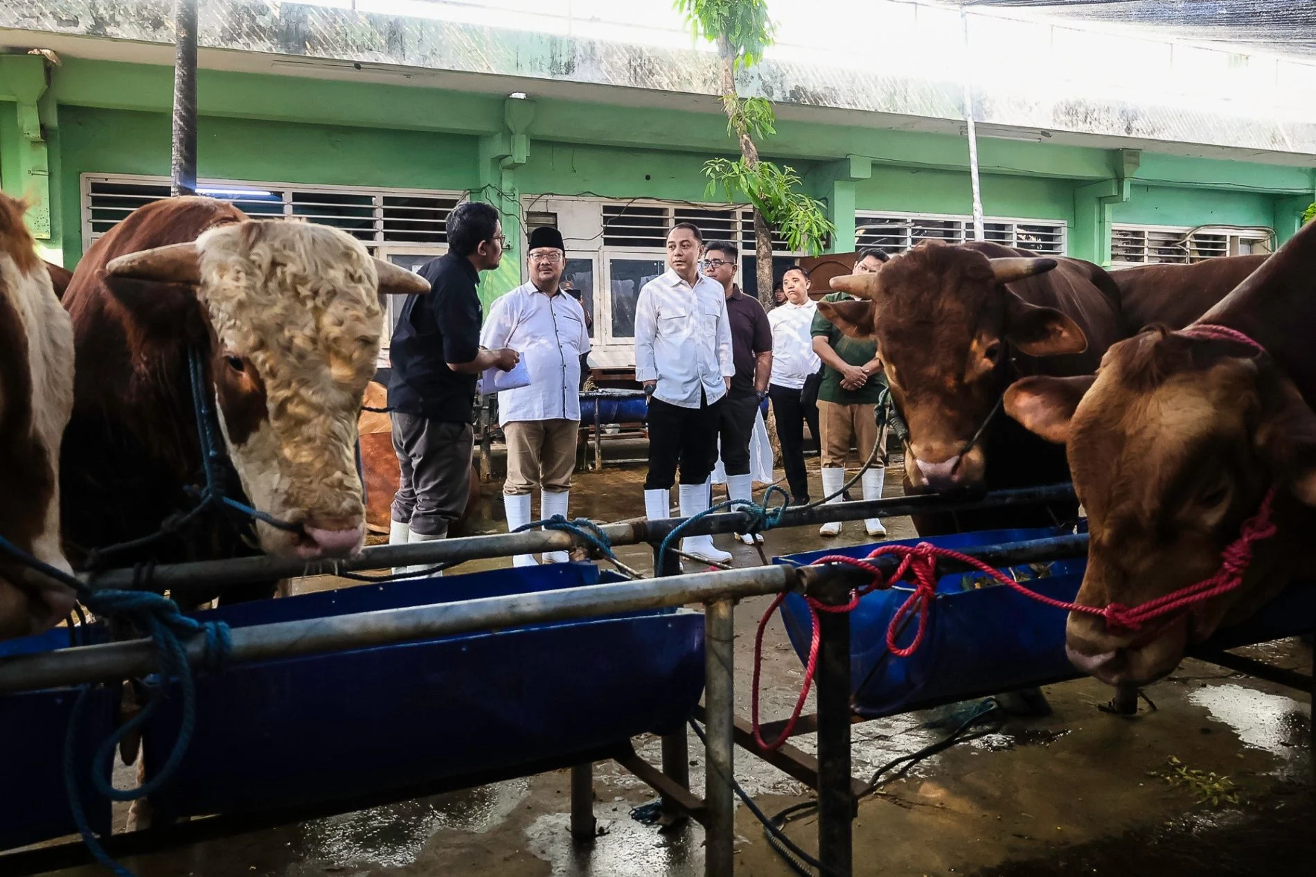 Pemerintah Pastikan Sapi Kurban Presiden Berkualitas Premium