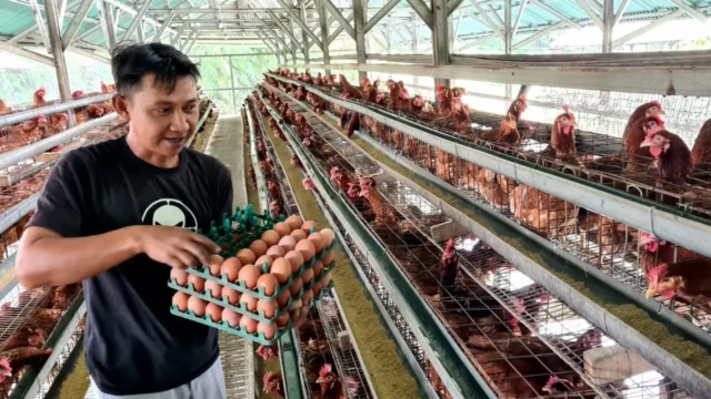 Pemkab Situbondo Luncurkan Program Gerakan Ternak Telur Rumah Tangga