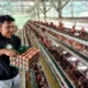 Pemkab Situbondo Luncurkan Program Gerakan Ternak Telur Rumah Tangga