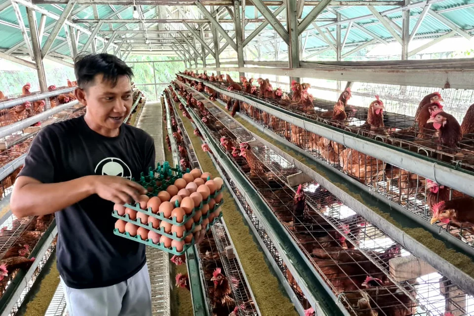 Pemkab Situbondo Luncurkan Program Gerakan Ternak Telur Rumah Tangga