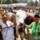 Populasi Sapi Potong di Situbondo Mencapai 153.462 Ekor