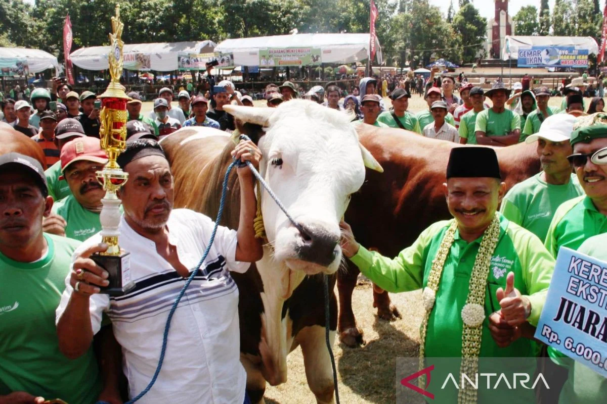Populasi Sapi Potong di Situbondo Mencapai 153.462 Ekor