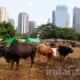 Potensi Ekonomi Kurban 2026 Diperkirakan Mencapai Rp26,89 Triliun