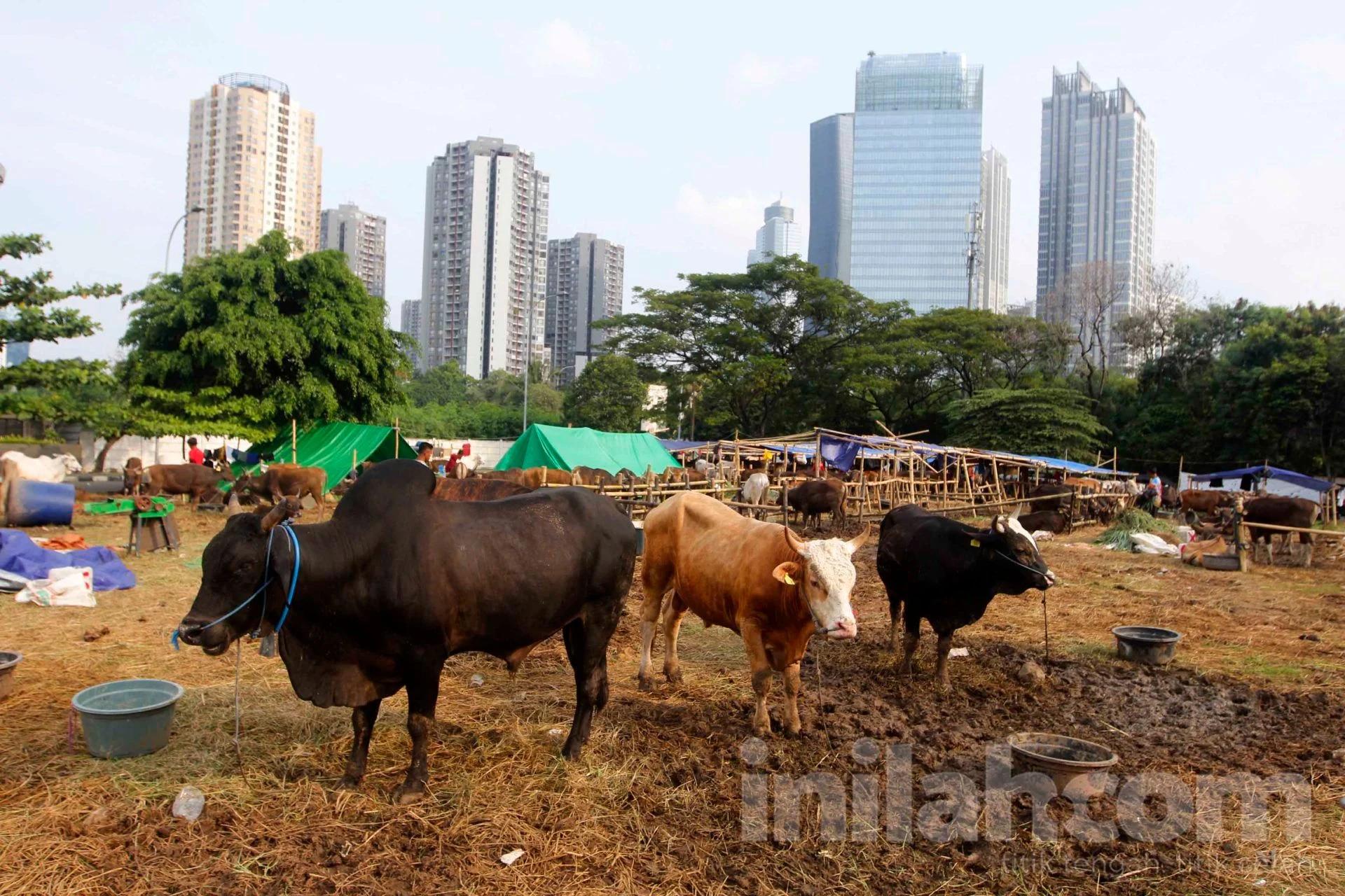 Potensi Ekonomi Kurban 2026 Diperkirakan Mencapai Rp26,89 Triliun