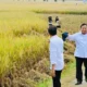 Presiden Prabowo Hadiri Panen Raya Udang di Kebumen untuk Mendorong Ekonomi Masyarakat