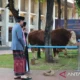 Puluhan Hewan Kurban Masuk di Masjid Istiqlal Sebelum Iduladha