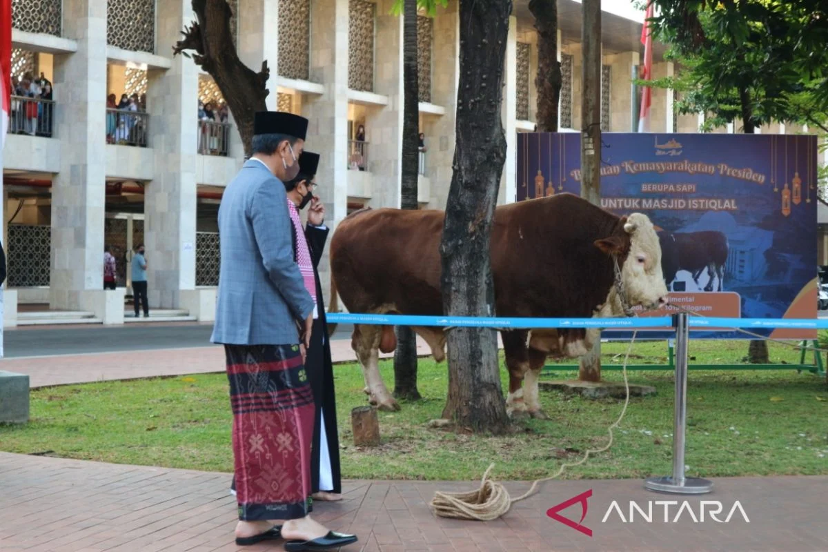 Puluhan Hewan Kurban Masuk di Masjid Istiqlal Sebelum Iduladha