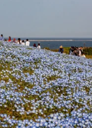 Sabrina Anggraini Nikmati Keindahan Nemophila Hitachi Seaside Park bersama Keluarga