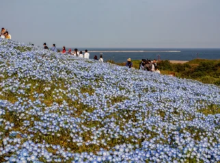 Sabrina Anggraini Nikmati Keindahan Nemophila Hitachi Seaside Park bersama Keluarga