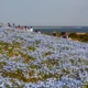 Sabrina Anggraini Nikmati Keindahan Nemophila Hitachi Seaside Park bersama Keluarga