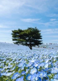 Sabrina Anggraini Nikmati Musim Nemophila di Hitachi Seaside Park