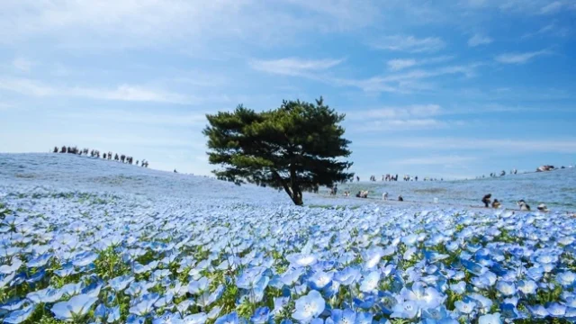 Sabrina Anggraini Nikmati Musim Nemophila di Hitachi Seaside Park