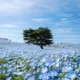 Sabrina Anggraini Nikmati Musim Nemophila di Hitachi Seaside Park