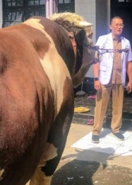 Sapi Jumbo dari Bondowoso Terpilih Jadi Kurban Presiden RI