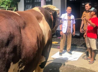 Sapi Jumbo dari Bondowoso Terpilih Jadi Kurban Presiden RI