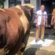 Sapi Jumbo dari Bondowoso Terpilih Jadi Kurban Presiden RI