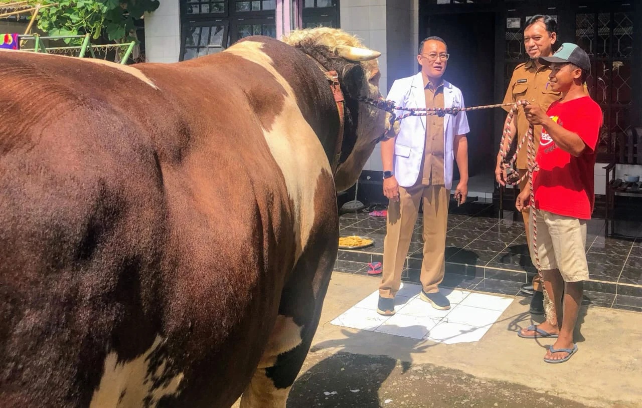 Sapi Jumbo dari Bondowoso Terpilih Jadi Kurban Presiden RI