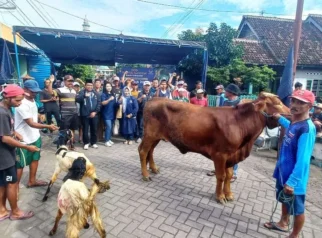Sapi Kurban Lepas di Banyuwangi, Masuk Showroom Mobil