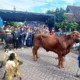 Sapi Kurban Lepas di Banyuwangi, Masuk Showroom Mobil