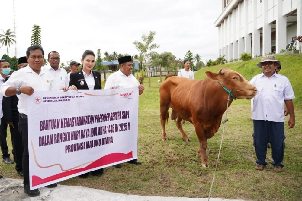 Sapi Kurban Presiden Adalah Bantuan Pemerintah Kepada Rakyat