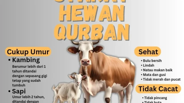 Syarat Kurban Sapi yang Wajib Dipahami agar Ibadah Sah Sesuai Syariat