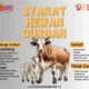 Syarat Kurban Sapi yang Wajib Dipahami agar Ibadah Sah Sesuai Syariat