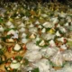 Tumpeng Sewu Digelar Malam Ini, Warga Osing Kemiren Sibuk Siapkan Pecel Pitik