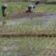 Antisipasi Kemarau: Petani Diminta Susun Jadwal Tanam Lebih Awal untuk Cegah Gagal Panen