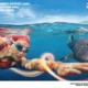 A•STREAM Jadi Wadah Promosikan Wisata Bahari Lewat Renang Perairan Terbuka