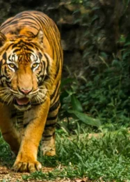Gratis Masuk Ragunan saat HUT ke-499 DKI Jakarta: Cukup Tunjukkan KTP, Warga Jakarta Bisa Nikmati Ragam Satwa dan Fasilitas