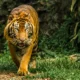 Gratis Masuk Ragunan saat HUT ke-499 DKI Jakarta: Cukup Tunjukkan KTP, Warga Jakarta Bisa Nikmati Ragam Satwa dan Fasilitas
