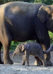 Lahirkan Anak Gajah, Taman Lembah Hijau Tambah Populasi Gajah Sumatra