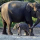 Lahirkan Anak Gajah, Taman Lembah Hijau Tambah Populasi Gajah Sumatra
