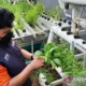 Nara Food Garden: Solusi Masa Depan untuk Membangun Ketahanan Pangan yang Berkelanjutan