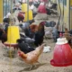 Pemerintah Kawal Pemulihan Harga Ayam Peternak Rakyat Lewat Komitmen PINSAR dan Program MBG
