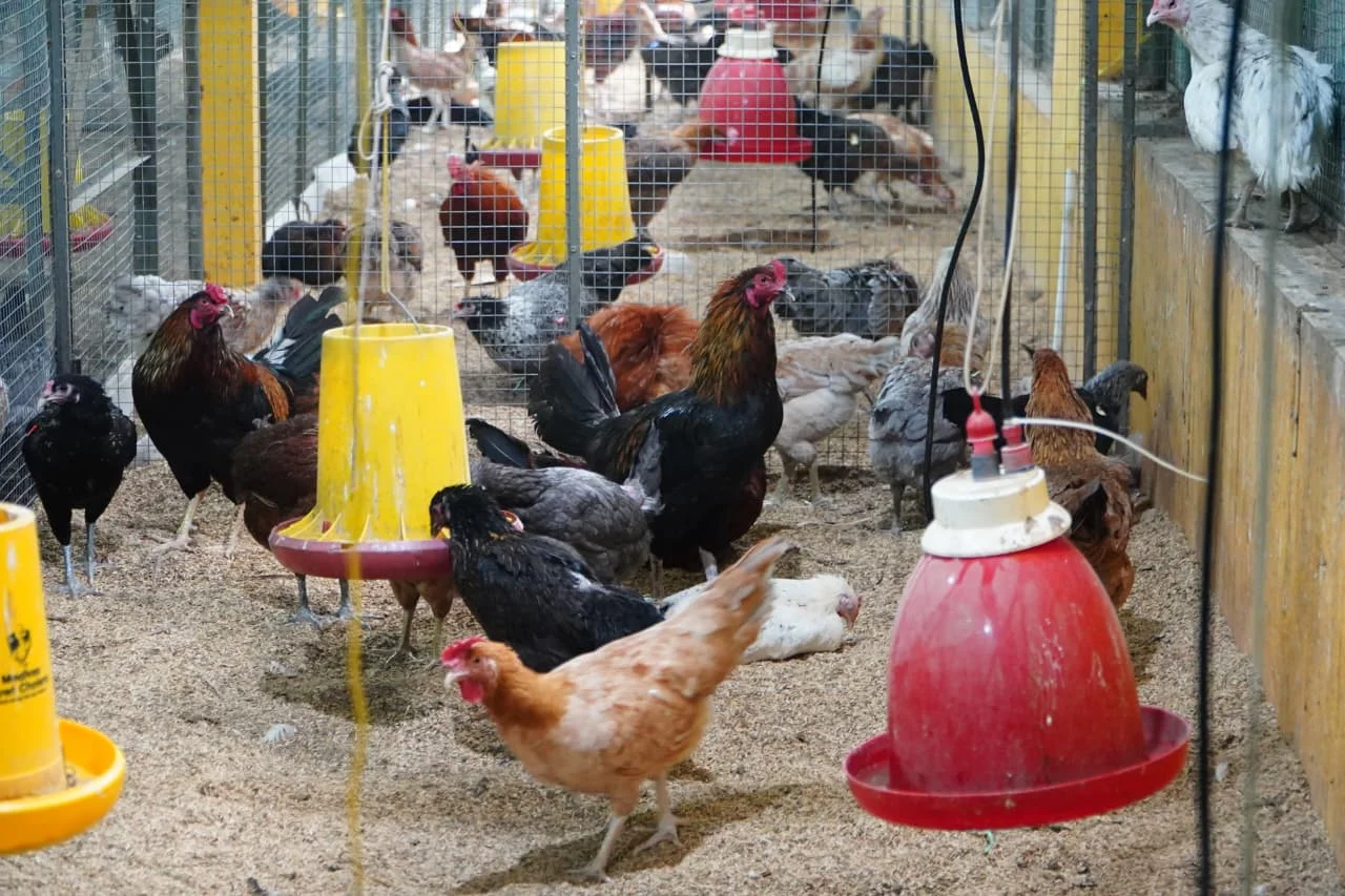 Pemerintah Kawal Pemulihan Harga Ayam Peternak Rakyat Lewat Komitmen PINSAR dan Program MBG