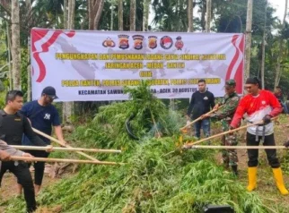 Polda Kepri Bongkar Peredaran Ganja dari Aceh, Satu Tersangka Diamankan